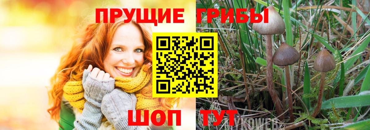 Псилоцибиновые грибы Cubensis Верхняя Пышма